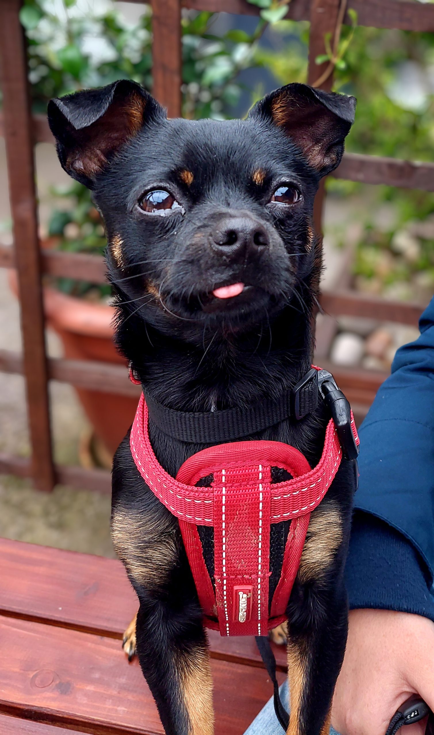 Happy pet after a calm visit
