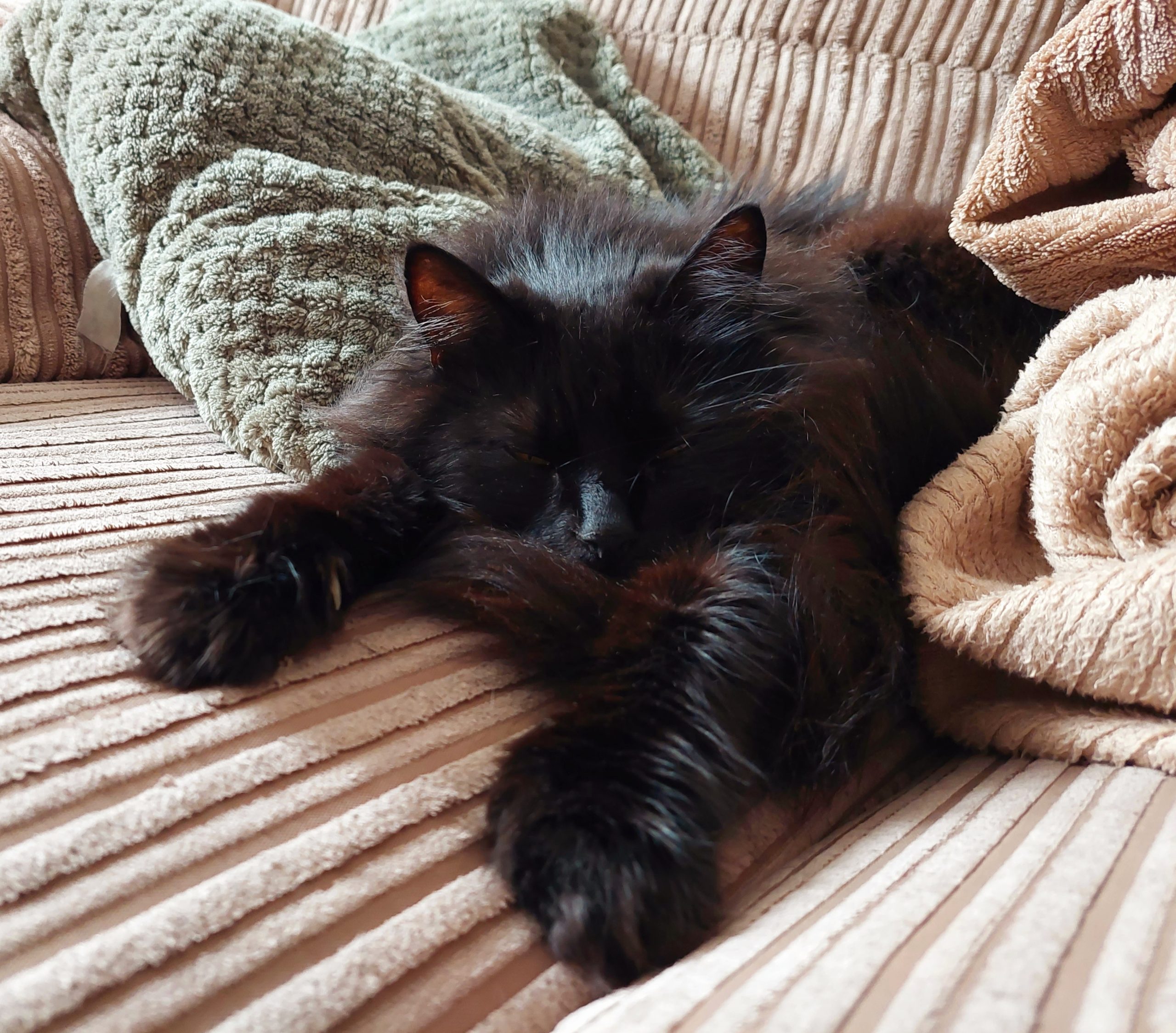 Happy pet cared for by Everkind Companions