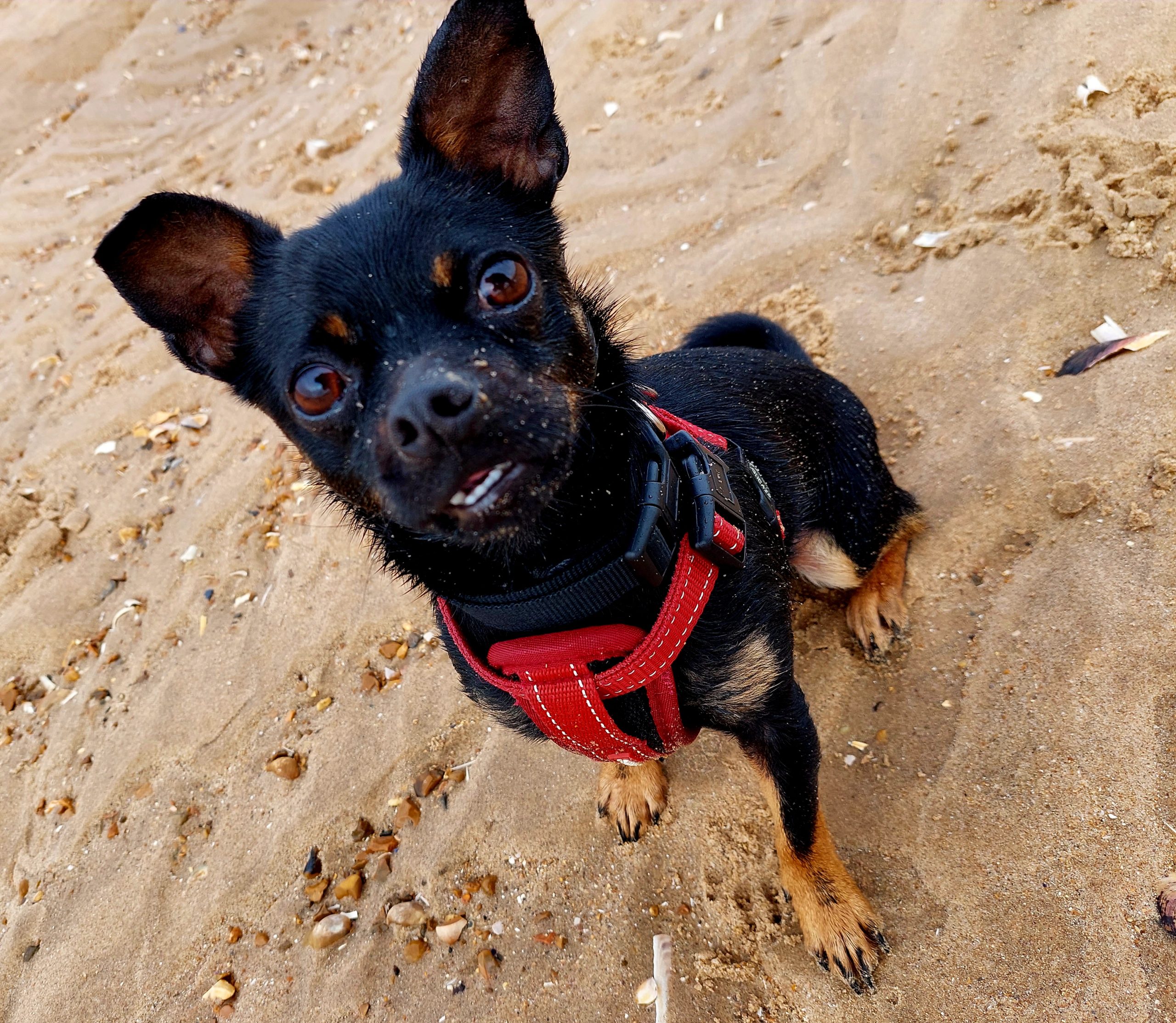 Happy pet cared for by Everkind Companions