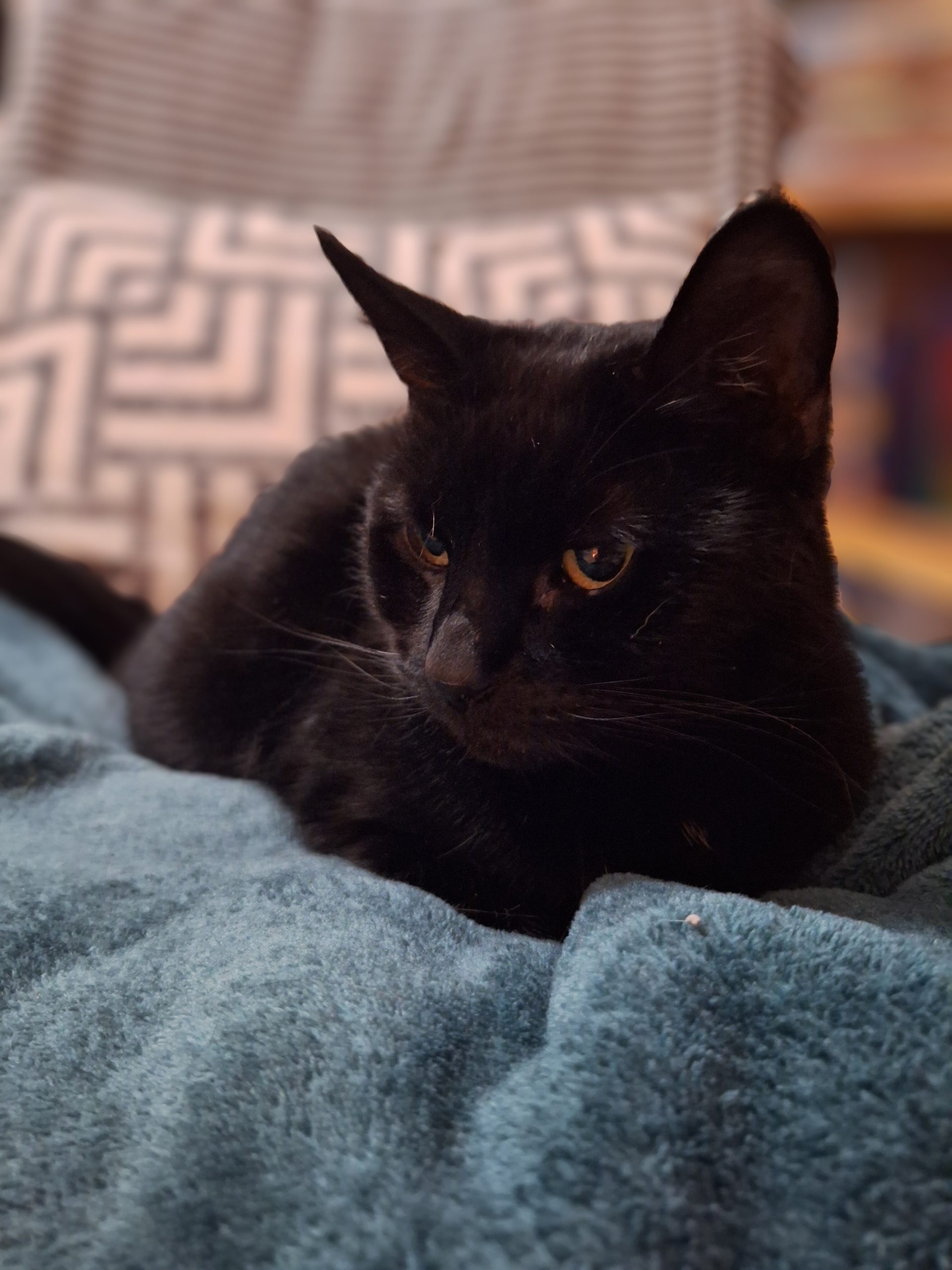 Happy pet cared for by Everkind Companions