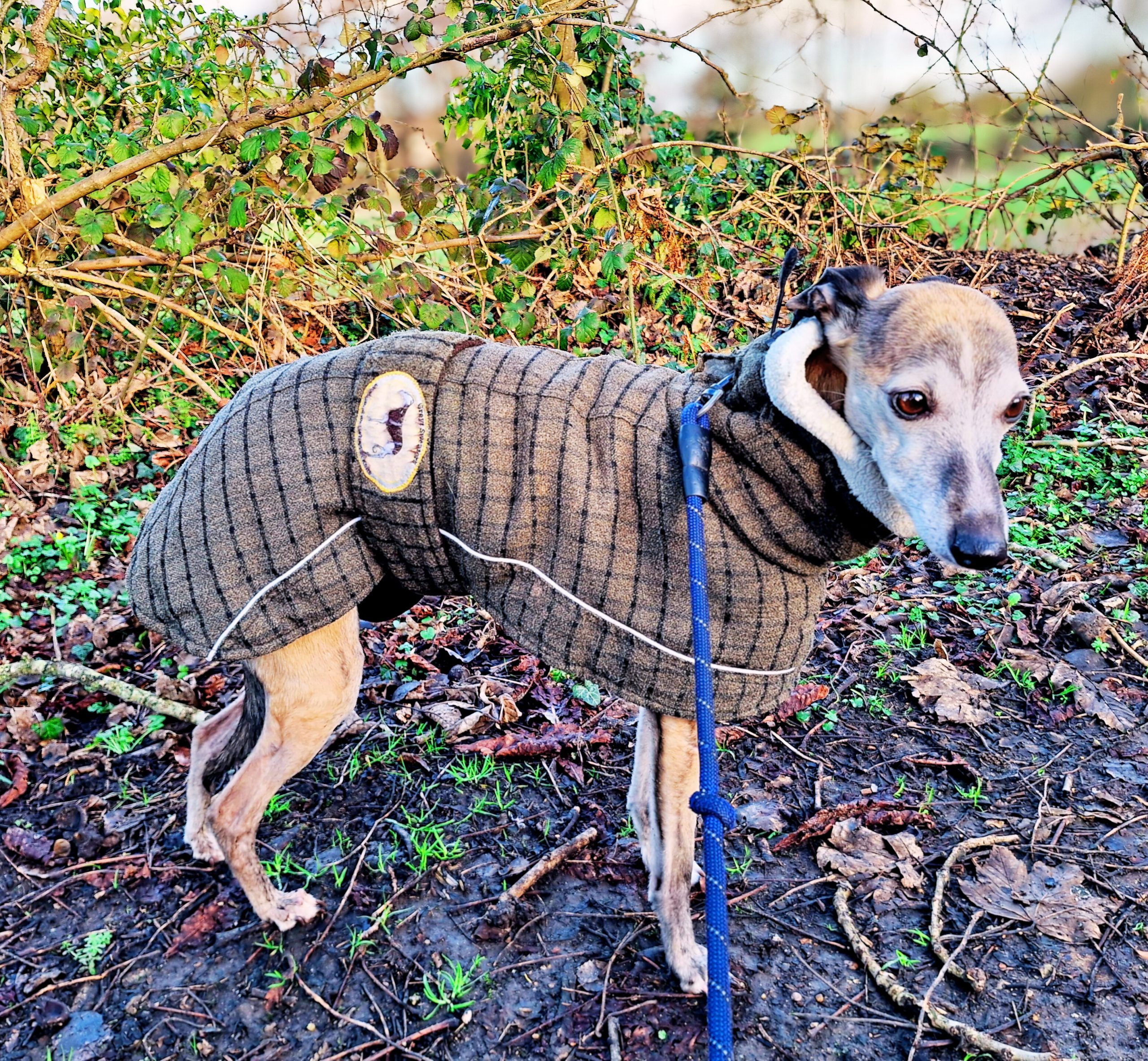 Happy pet cared for by Everkind Companions