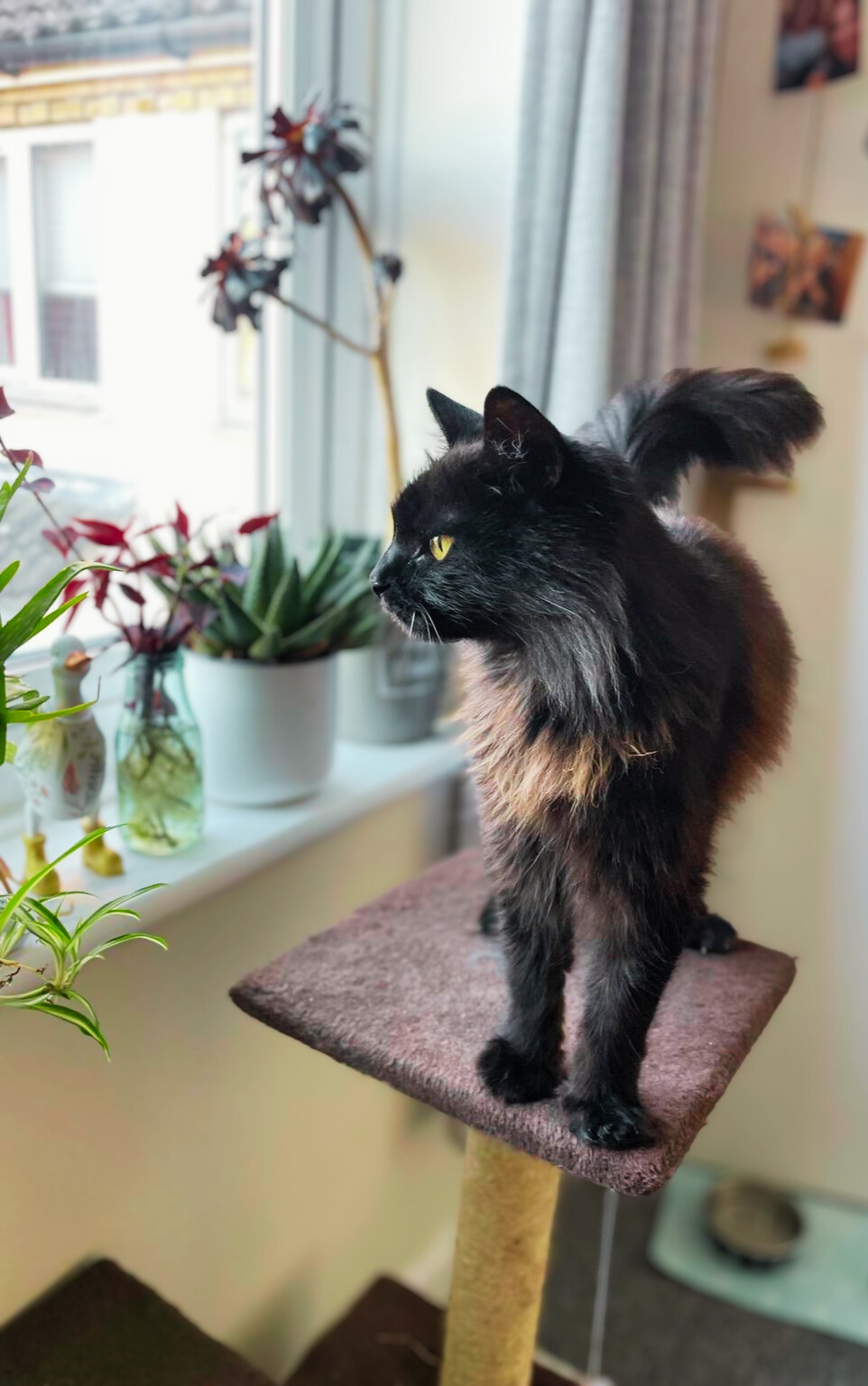 Happy pet cared for by Everkind Companions
