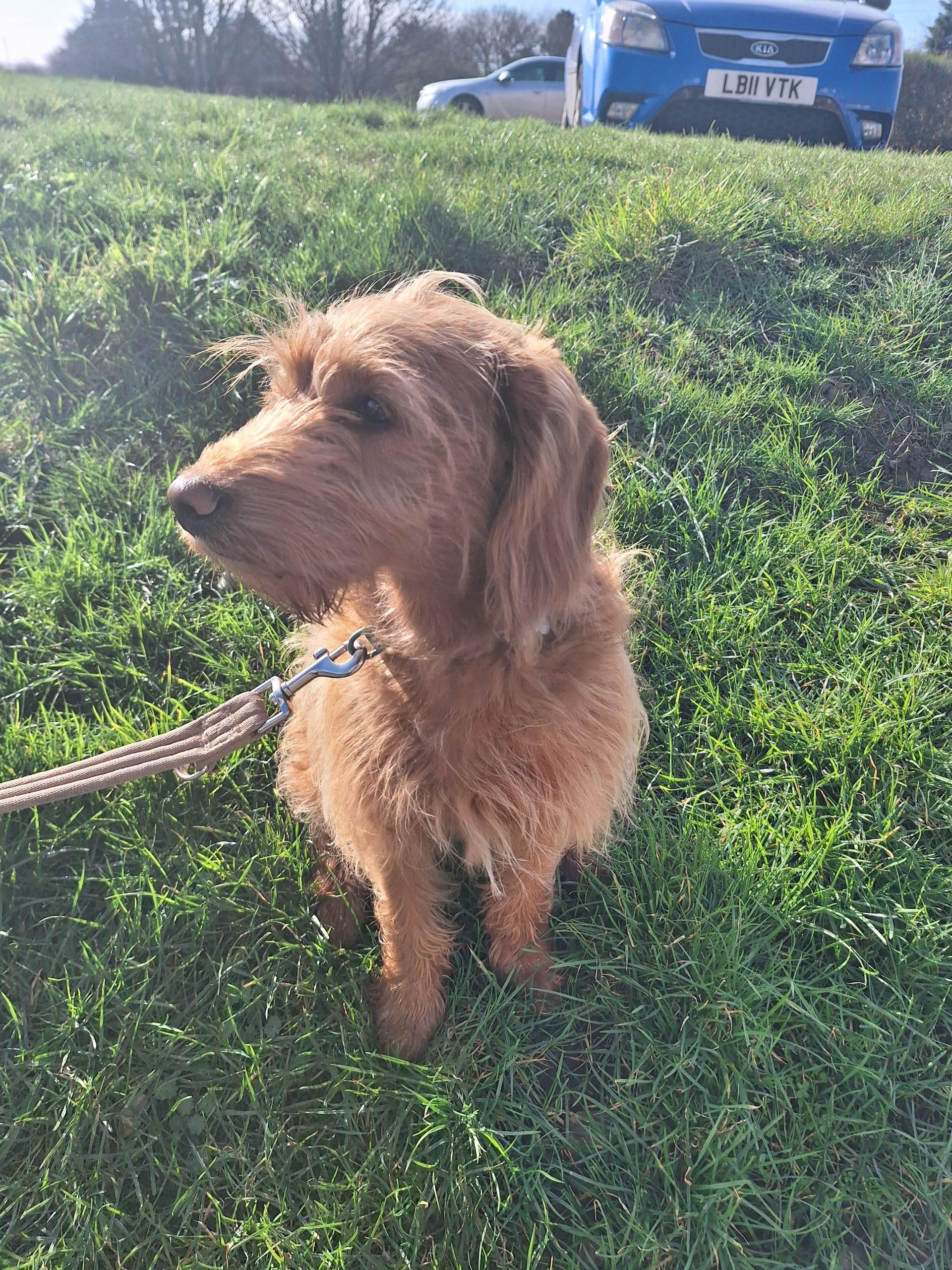 Happy pet cared for by Everkind Companions on a walk