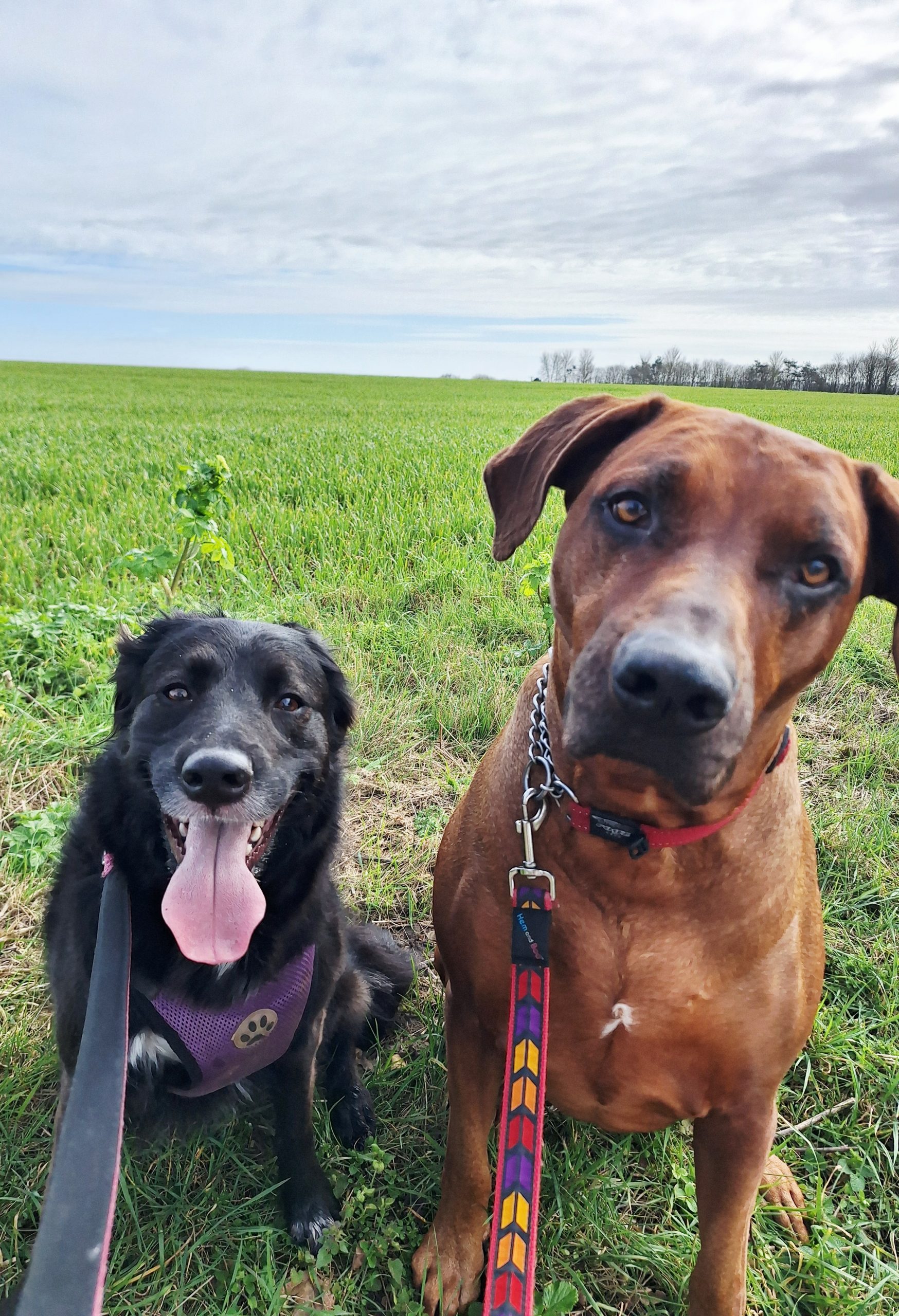 two cute dogs looking at the camera in a field with Everkind Companions