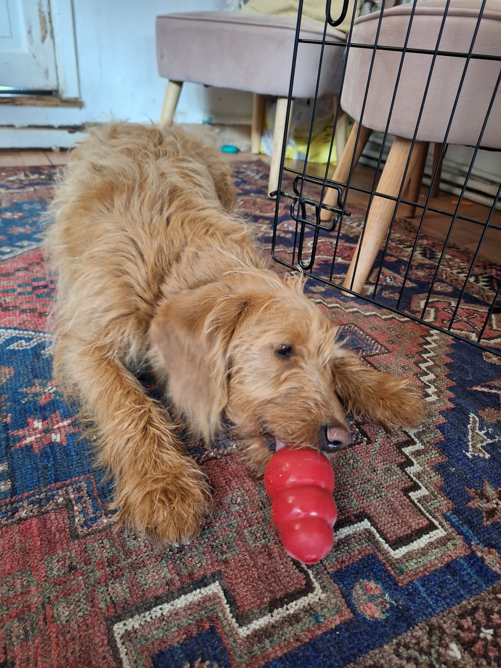 Happy pet enjoying enrichment toy with Everkind Companions