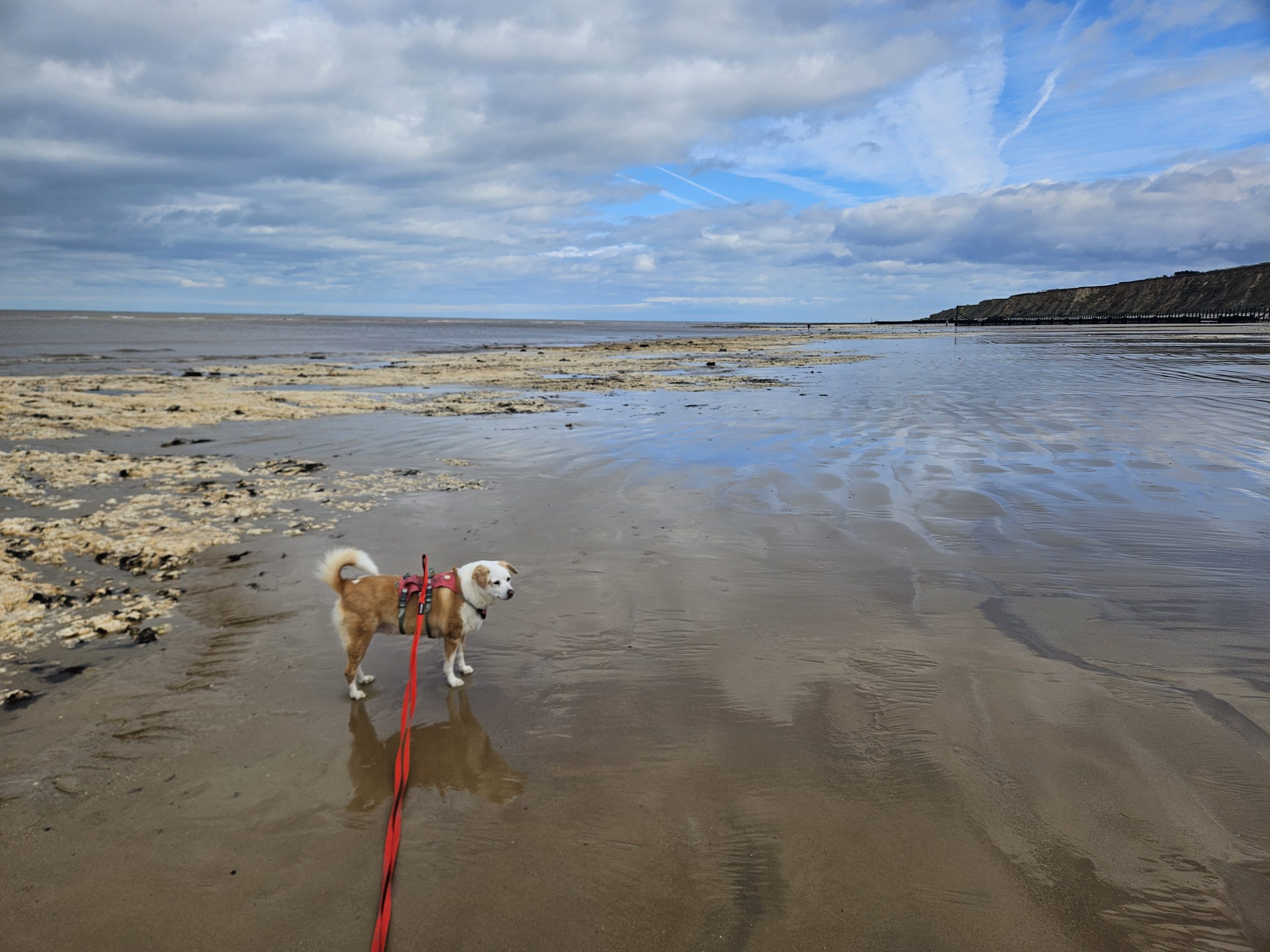 Happy dog enjoying the beach with Everkind Companions