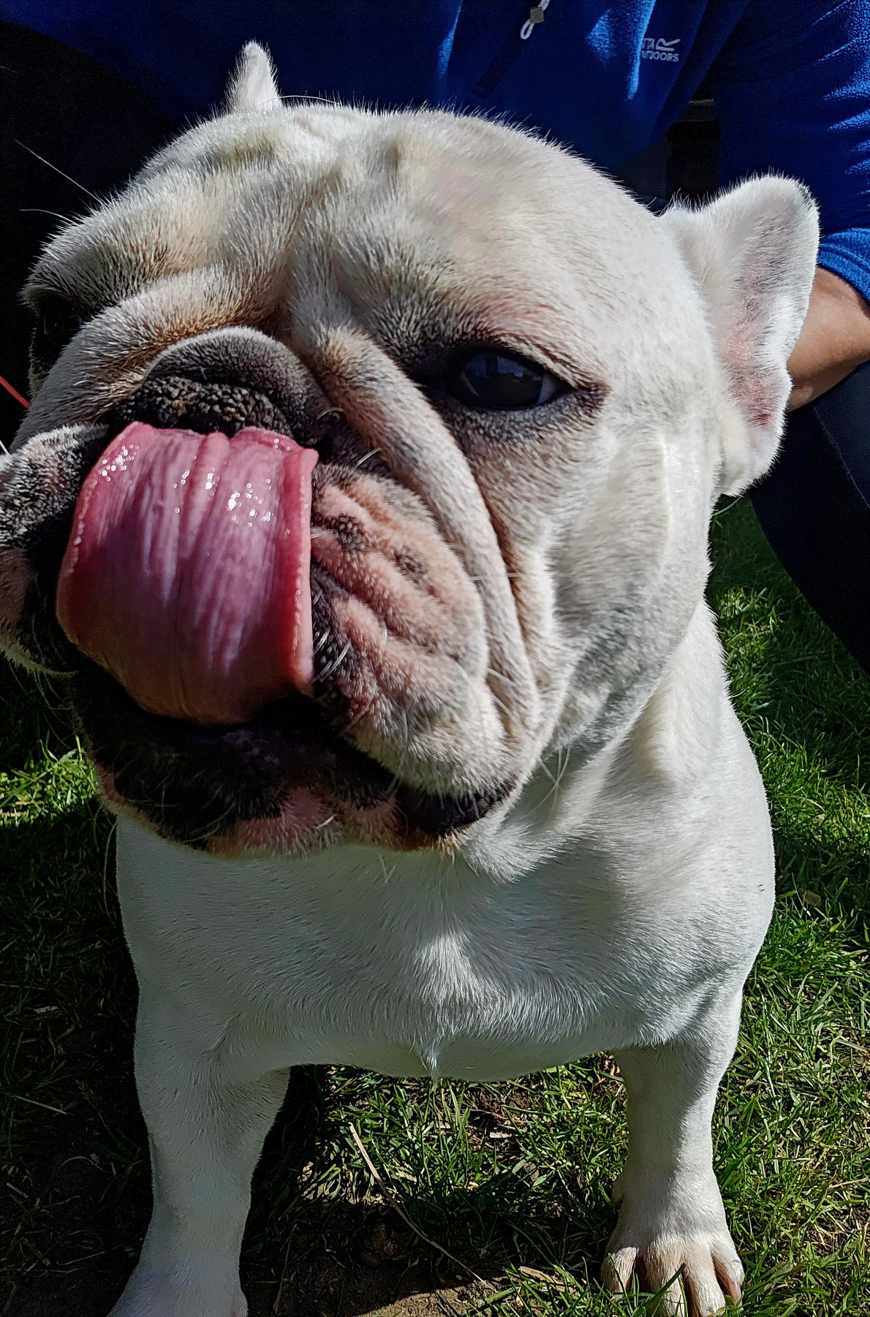 Happy pet with tongue out for by Everkind Companions on a walk