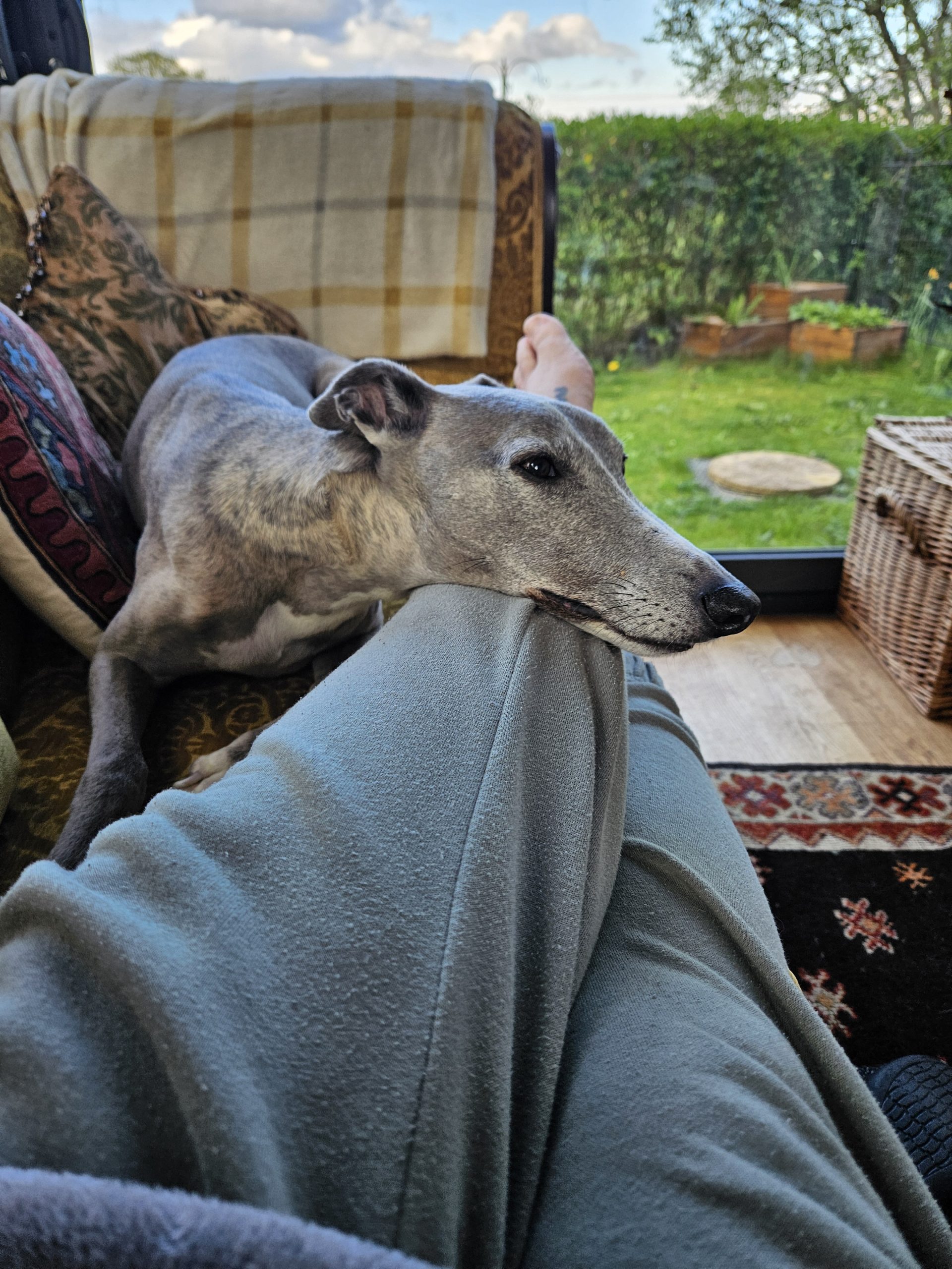 Happy pet enjoying cuddles with Everkind Companions