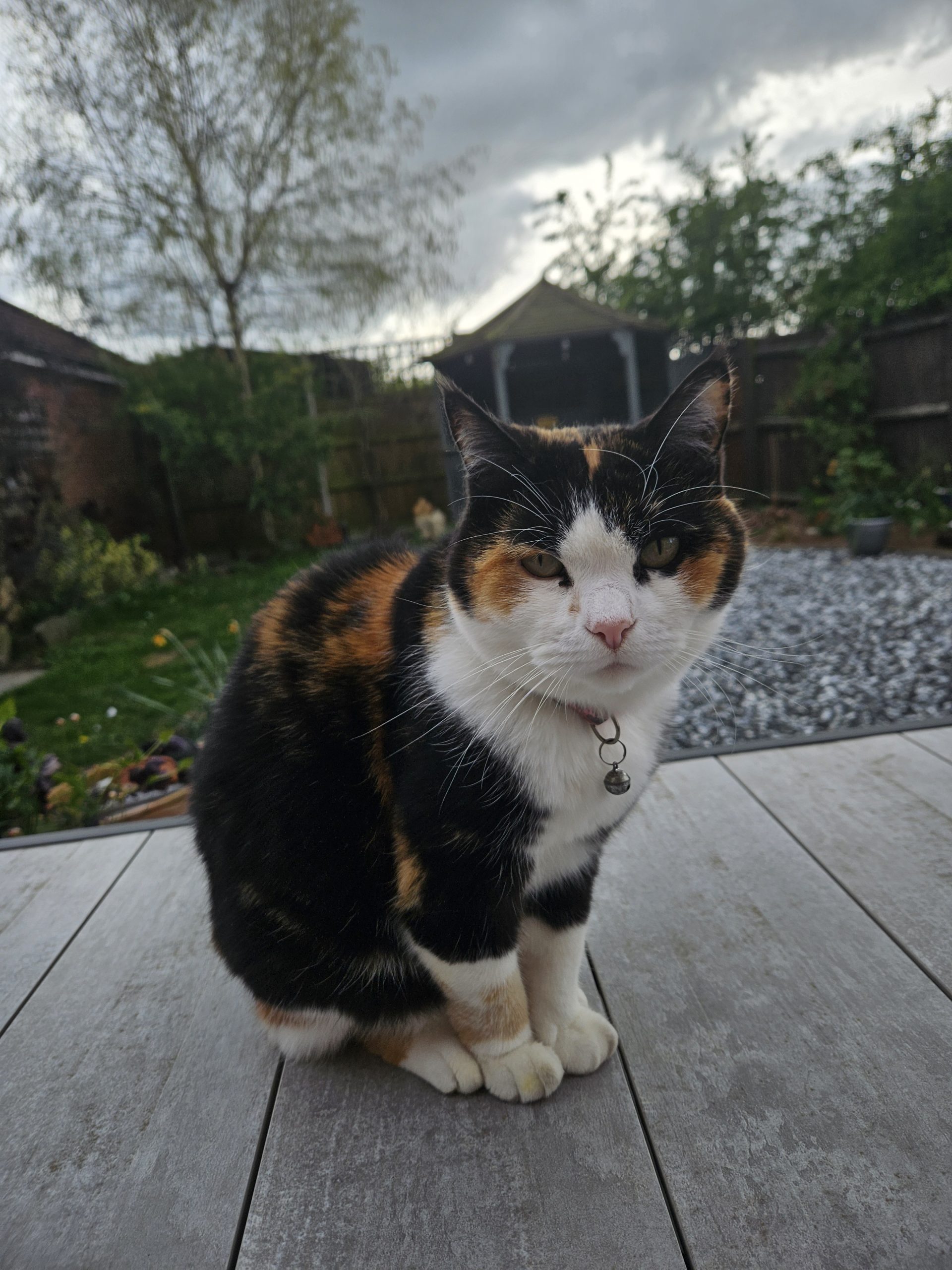 Happy cat cared for by Everkind Companions on a pet sit