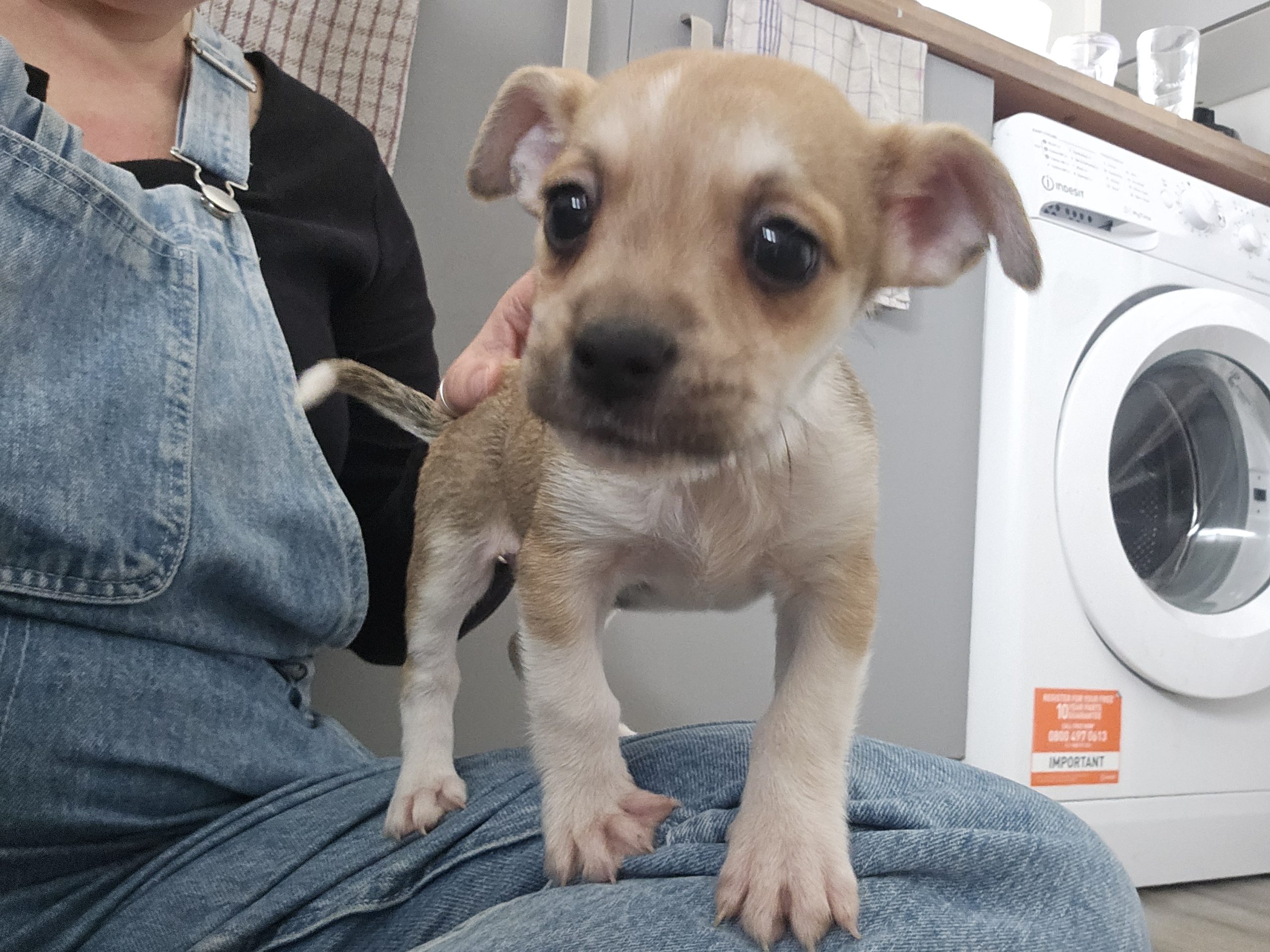 Happy puppy on a lap with Everkind Companions