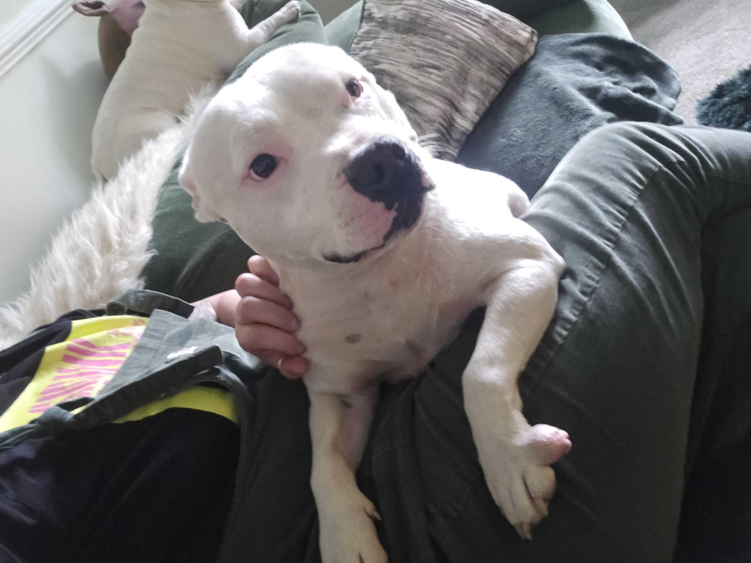 Dog sitting on Everkind Companions lap looking cute