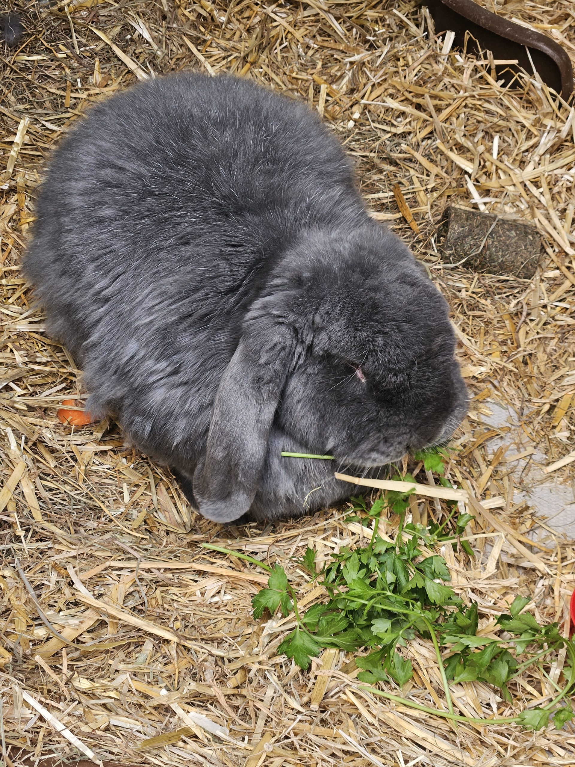Happy rabbit cared for by Everkind Companions