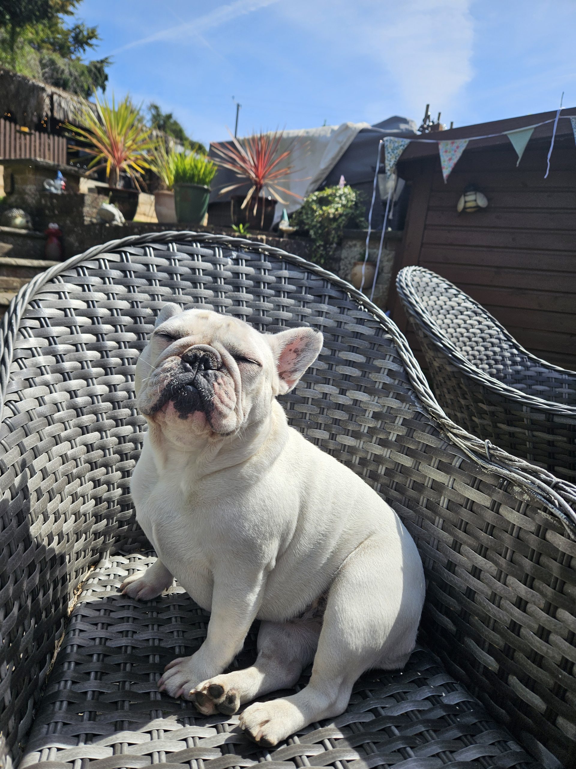 Happy dog cared for by Everkind Companions on a pet sit