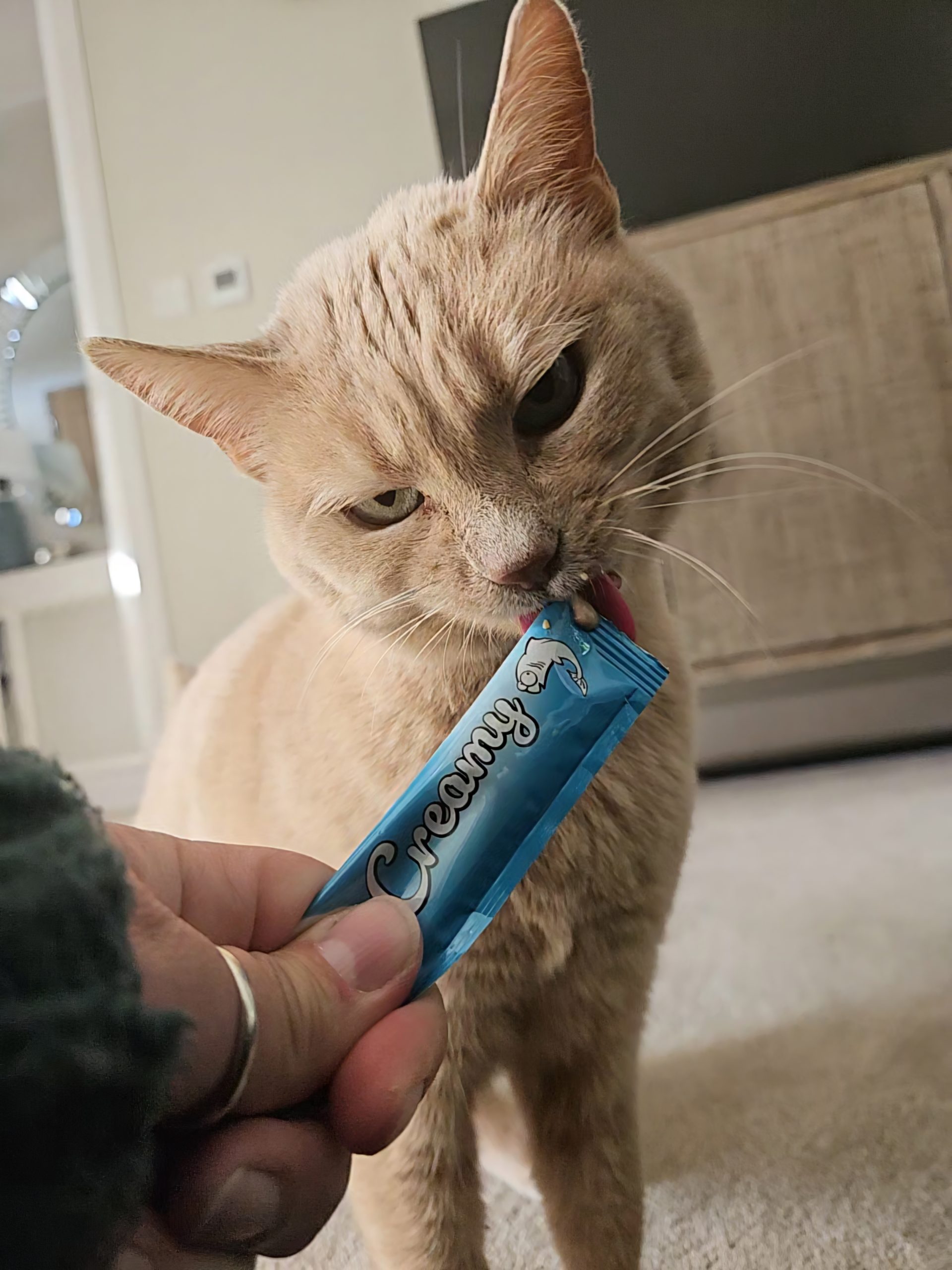 Happy cat cared for by Everkind Companions