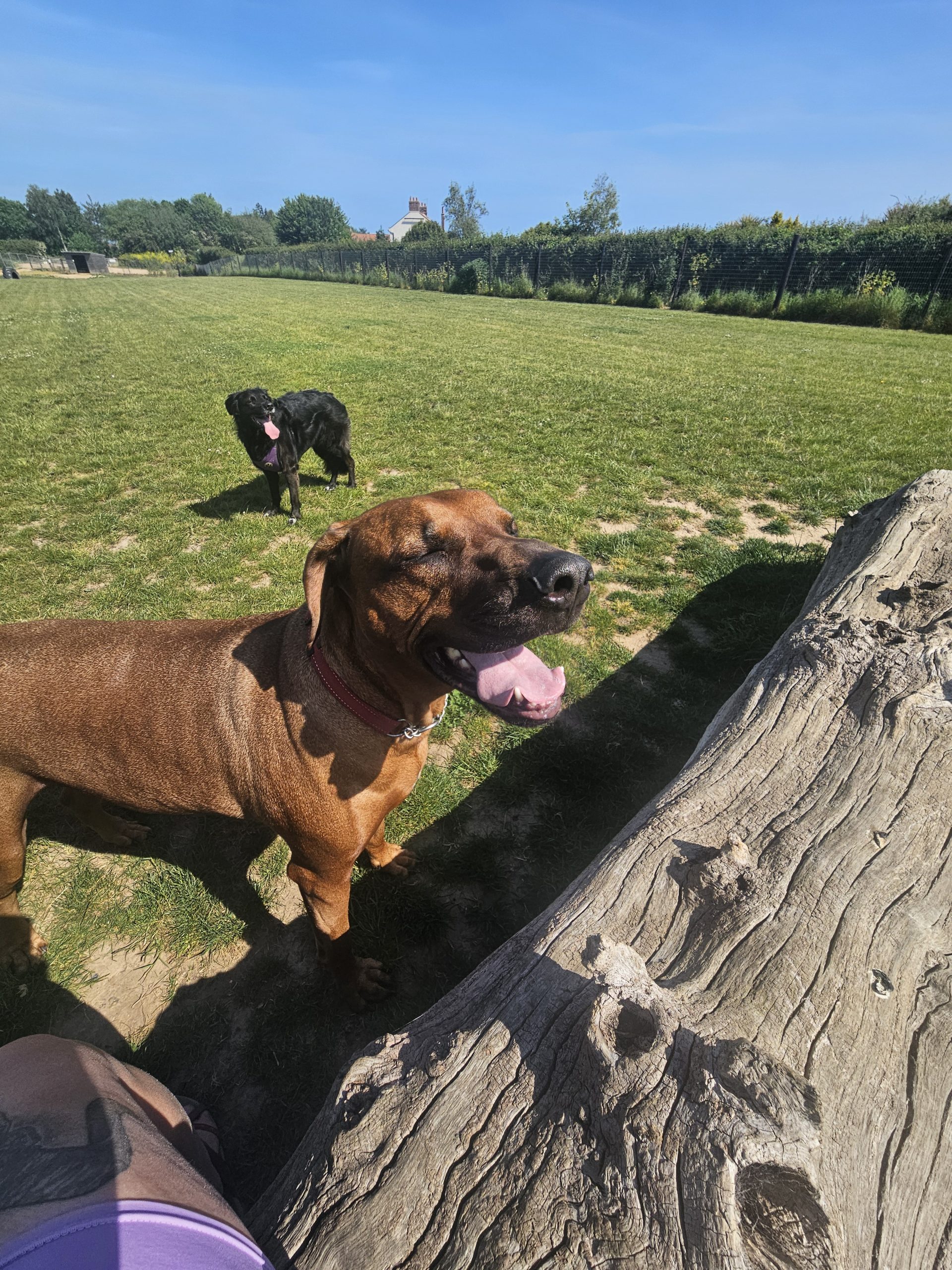 Happy dogs on a off lead walk being cared for by Everkind Companions on a walk