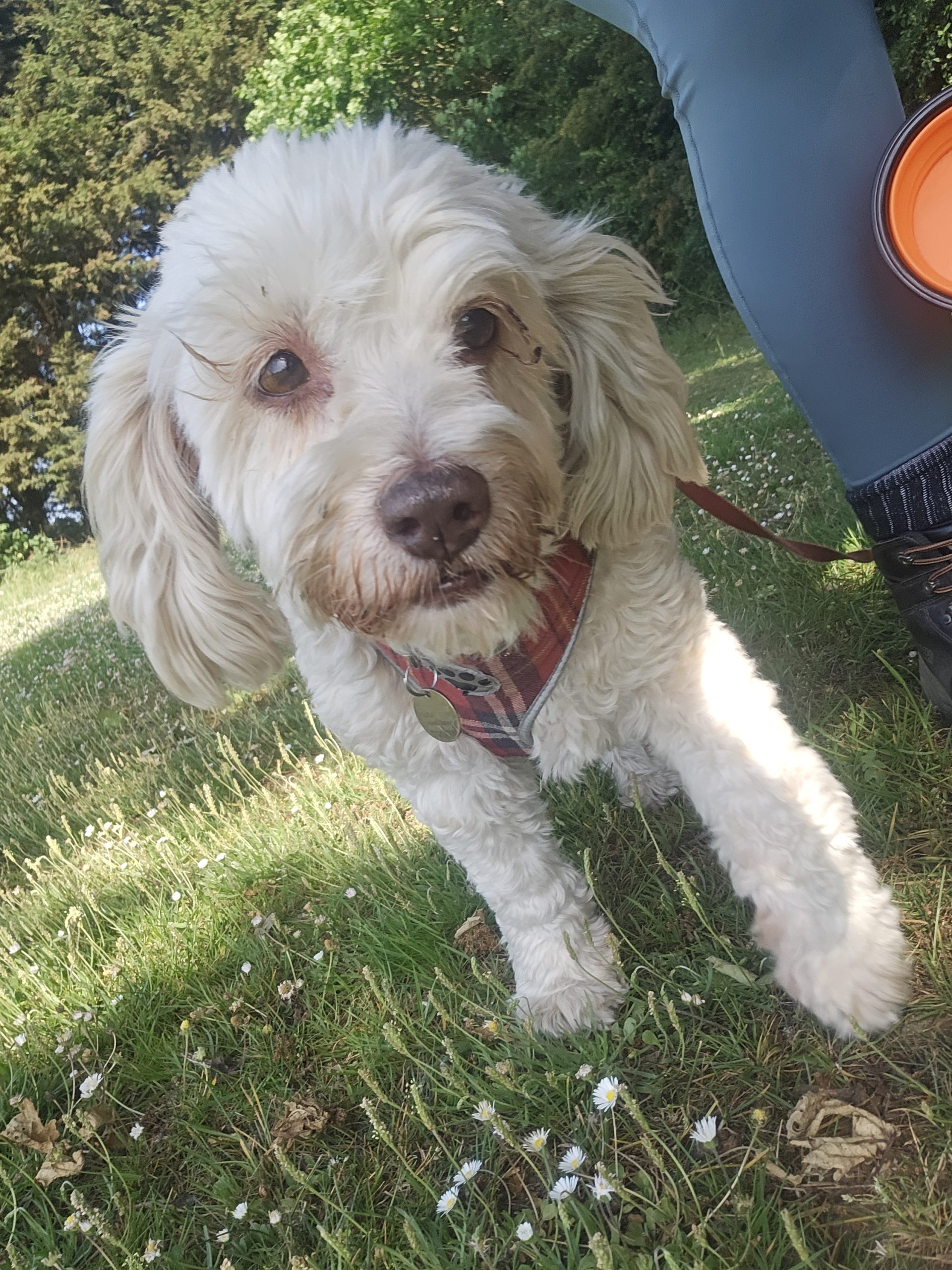 Happy pet on a walk with Everkind Companions
