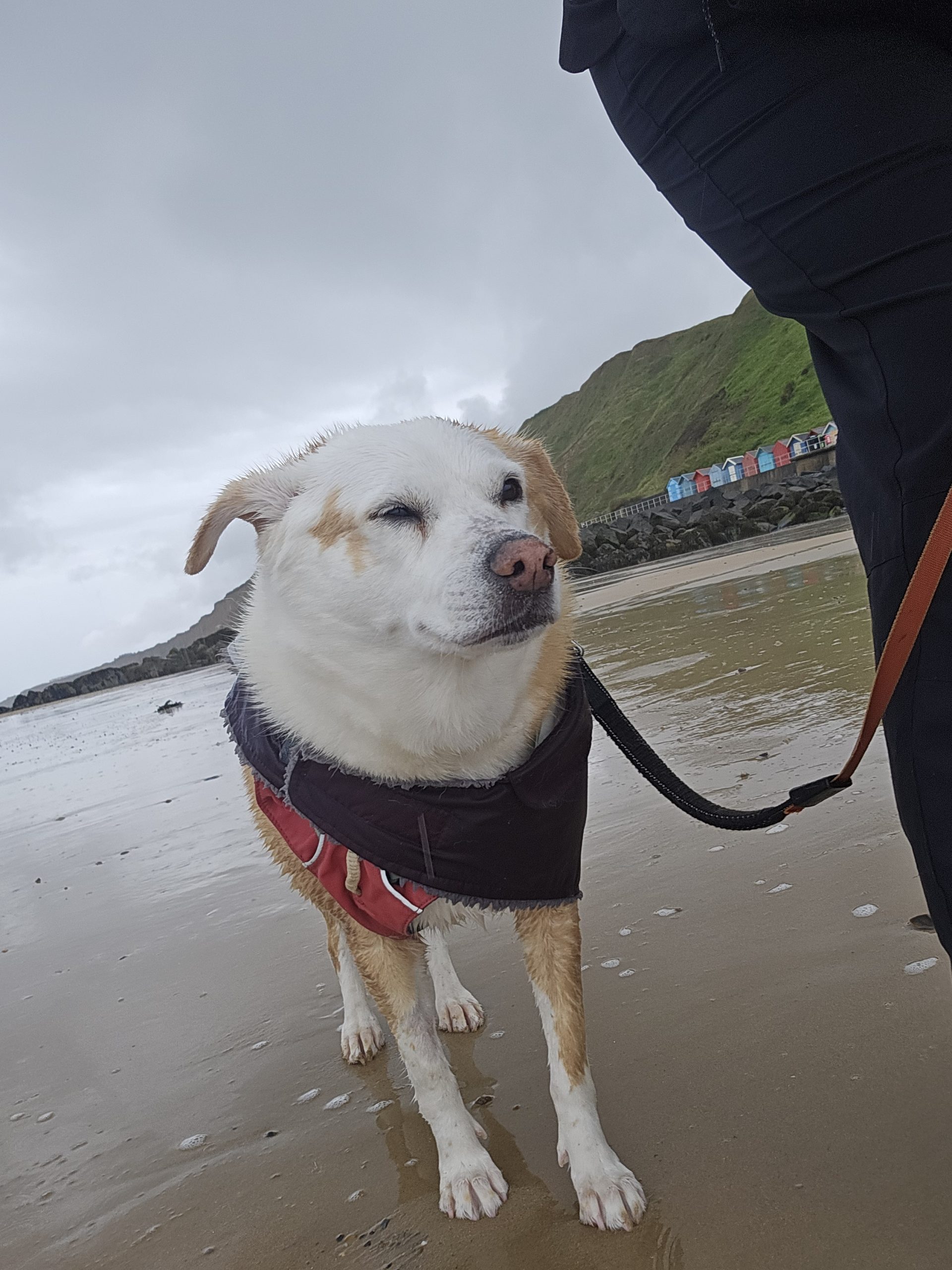Happy pet on the beach walking with Everkind Companions